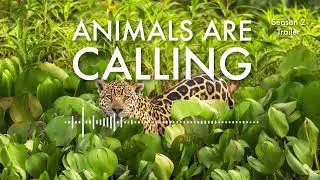 Animals Are Calling: Season 2 Trailer #podcast