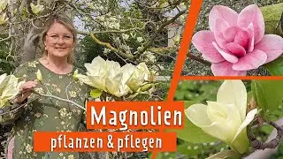 Magnolias: good care ensures abundant blooms | MDR Garden