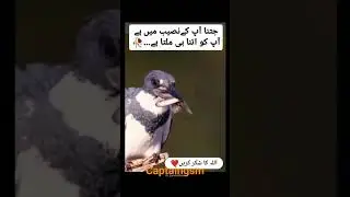 Naseeb say Ziyada khabi nahi milta