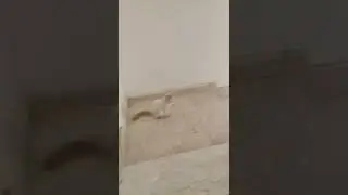 MGA PUSANG GALA SA SAUDI
