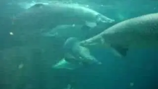 Dallas World Aquarium--Giant Ass Fish