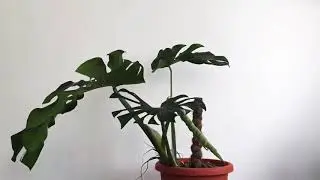 Monstera growing time lapse in 30secs