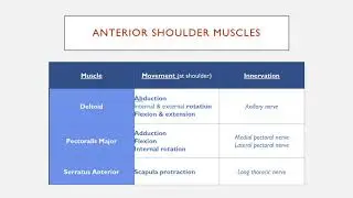 The Anterior Muscles of the Shoulder (in 3 Mins)
