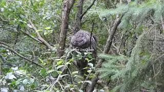 Angry chickadees and barred owlet