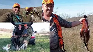 9 выход - фазан за которым пришлось погоняться