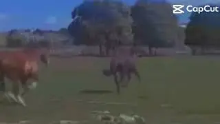Silly ponys 🤣