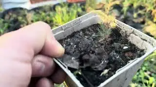 Кипарис. Выращивание. Пересадка. Ответ подписчикам