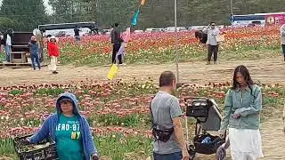 HAPPY BOBBY ON TULIP FARM IN NIAGARA