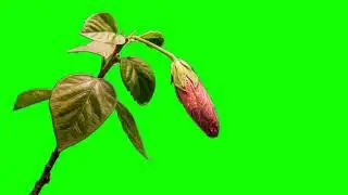 FREE HD Green Screen OPENING FLOWER