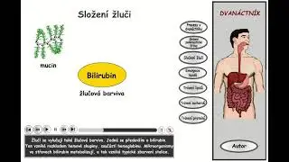Trávení, část 15: Dvanáctník - složení žluči
