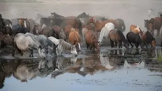 #Табун