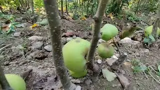 Голоден Олма кучати мева килди кучатига заказ бериш учун +998910408084