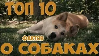 Топ 10 фактов | О Собак