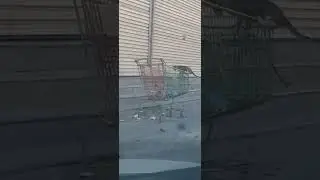 CAT entertainment