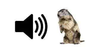 Beaver Sounds - Sound Effect | ProSounds