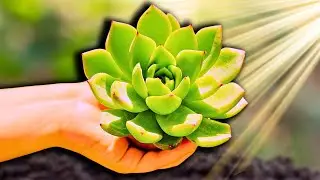 💚OJALÁ hubiera SABIDO esto ANTES | Que SUCULENTAS son de SOL 🌞