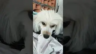 MICK o cachorrinho selvagem kkkkk