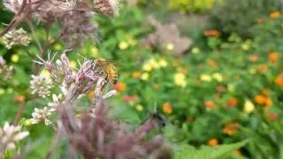 Pollinator Garden.
