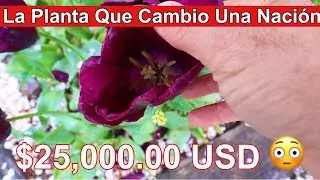 El Tulipán - La Planta Que Cambio Una Nación
