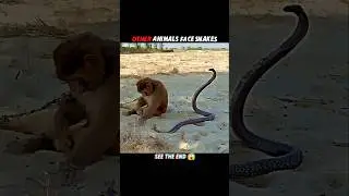 Cats Outsmart Snakes with Lightning Reflexes! 