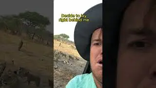 Found Wild Lion Family on Safari 