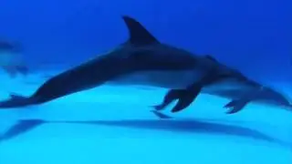 Релакс   Подводные съемки океана