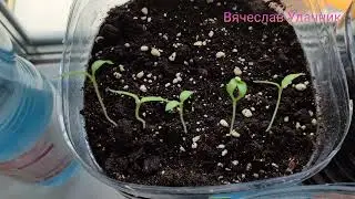 Вытянулась Рассада? Вот как я борюсь с этим!