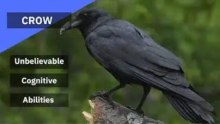 Unbelievable Cognitive Abilities of Crows 🪶Beastie Beasts