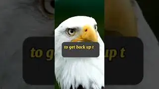 Secrets of Becoming a New Creature like Eagles