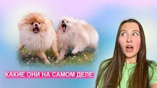 Шпицы агрессивные? Откуда это утверждение и в чем причина такого поведения