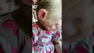 Full mouth fun#monkey #baby #shortvideo #love #cute
