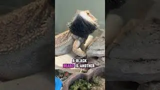 You wont believe what this lizard did!😱 Bearded Dragon Behavior part 2