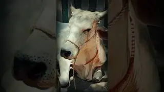 Eid Ul Adha 1st Day 🐮 Last Day Of My Cow #cow #eid #bakraeid2024 #syedfahad