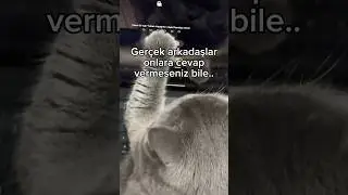 Gerçek dost #youtubeshorts #shortvideo #catlover #funny
