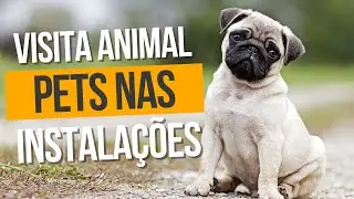 Cachorros, gatos e passarinhos fofinhos -  ajudando na instalação de telas mosquiteiras