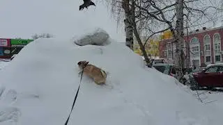 pug barks at a crow in winter