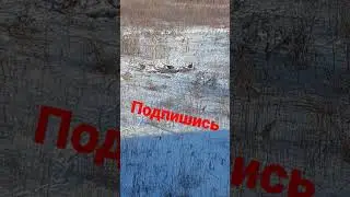 0хота на фазана 
