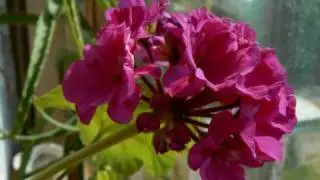 Geranium - time warp (Герань - искривление времени)