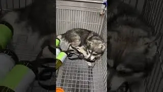 Субботний шопинг