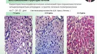 Полипренолы  эффекты в экспериментальных и клинических исследованиях @Артлайф Artlife Беларусь