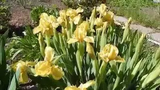 Моя дача, экскурсия в прошлое