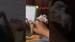كلام وسخ    😂😂😂