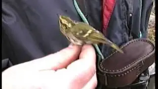Pallas's Leaf Warbler (Phylloscopus proregulus) hand held Sweden 1994