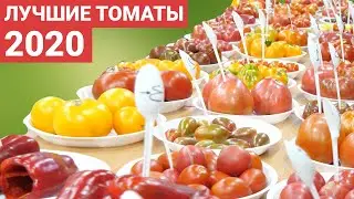 Лучшие томаты 2020 года. Правильное питание спасет мир!