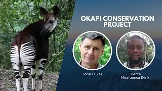 Protecting Okapi | Wildlife Conservation Expo