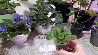 Как рассадить Детки Фиалки от листа?🪴 Как потом ухаживать? Важные моменты!🌺