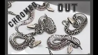 Cutting a Chrome Sumatran Short Tail Python Clutch!