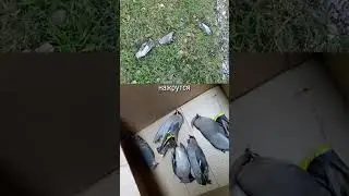 Пьяные и счастливые