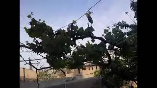 КУЧКАК ТОК БАРГИ 2021 KUCHKAK TOK BARGI 2021😊😋