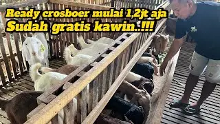 Ready crosboer betina F1,F2 hingga fullblood mulai harga 1,2jt aja Nur esa farm